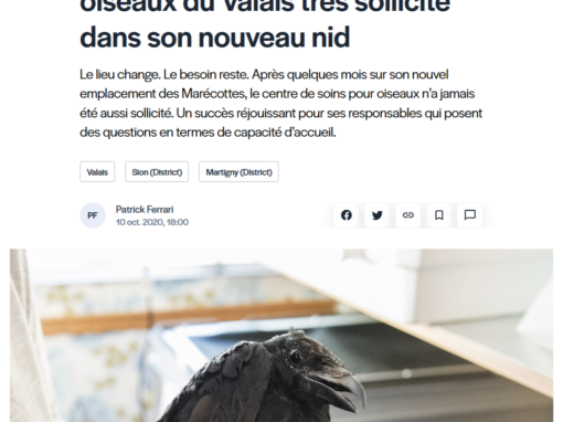 L’unique centre de soins pour oiseaux du Valais très sollicité dans son nouveau nid