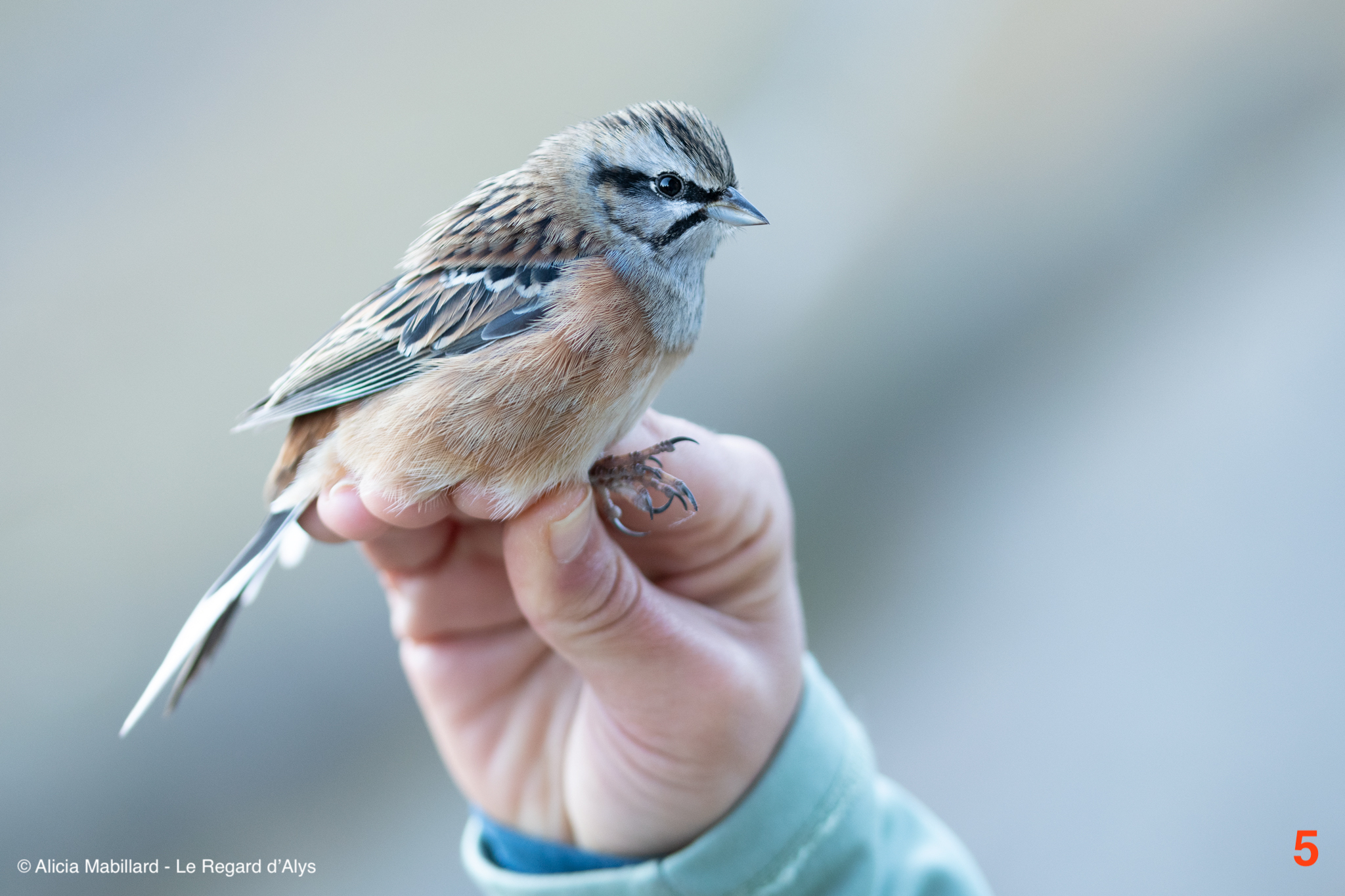 Prendre soin des oiseaux sauvages - Animal Valley