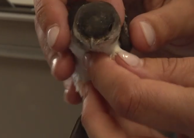 Marécottes: le Zoo et Nouvel Envol aux petits soins de leurs pensionnaires