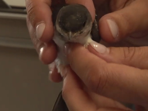 Marécottes: le Zoo et Nouvel Envol aux petits soins de leurs pensionnaires