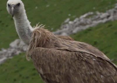 Un jeune vautour fauve, blessé et soigné durant six mois, a pris son envol sur les hauteurs de Vouvry