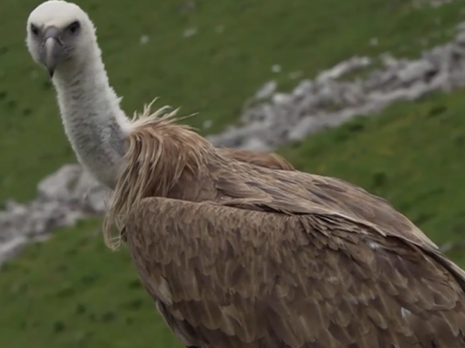 Un jeune vautour fauve