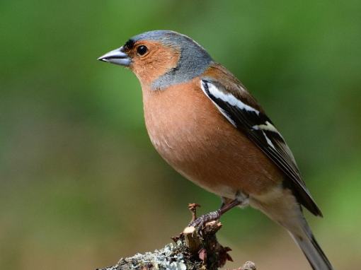 Un pinson des arbres femelle