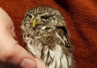 Soins aux oiseaux : Nouvel Envol cherche des bénévoles