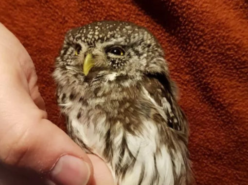 Soins aux oiseaux : Nouvel Envol cherche des bénévoles