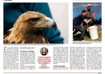 Un aigle royal sauvé de la noyade