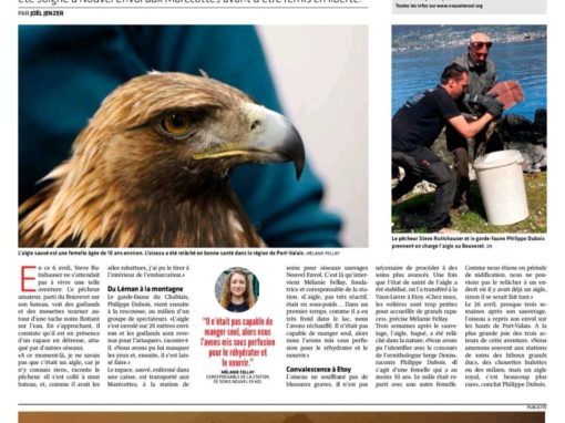 Un aigle royal sauvé de la noyade