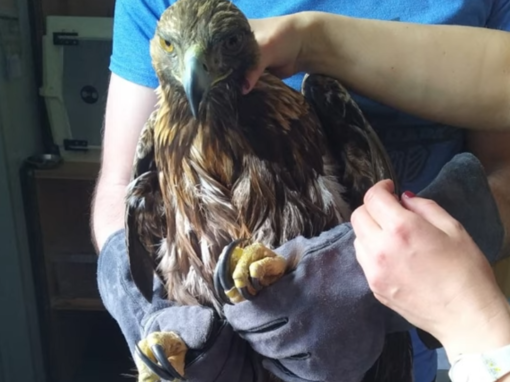Un Aigle royal sauvé de la noyade