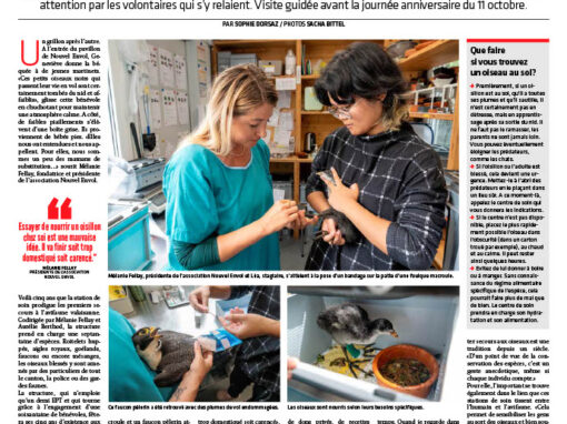 Nouvel envol a soigné 3000 oiseaux en cinq ans